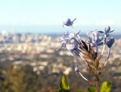 Mount Coot-tha Cheap flights to Brisbane: Mt Coot-tha