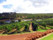 West Australia Vineyard Perth: Vineyard