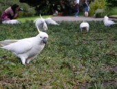 Royal Botanical Gardens Cheap flights to Sydney: Royal Botanical Gardens