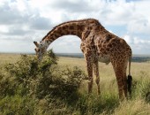 Nairobi, giraffe