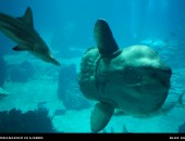 Oceanarium in Lisbon Cheap flights to Lisbon: Oceanarium