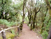 Cheap flights to Gran Canaria: Garajonay Park