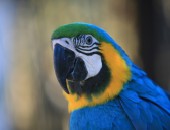 Tenerife, Loro Parque Parrot