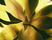 Tenerife, Plant Tenerife, Plant