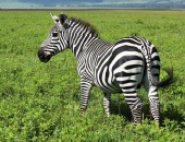 Tanzania, zebra