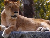 Miami Metro Zoo Cheap flights to Miami: Metro Zoo