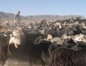 Afghanistan, herd