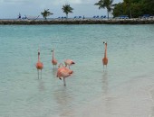 Aruba, flamingo