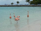 Aruba, flamingo Aruba, flamingo