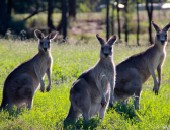 Perth: Kangaroos
