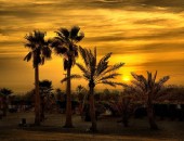 Bahrain, palms