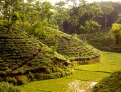 Bangladesh, tea