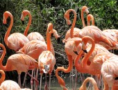 Bermuda, flamingos
