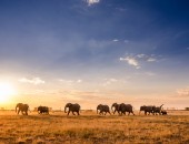 Botswana, elephants