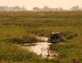 Botswana, hippo