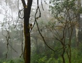 Cameroon, jungle