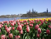 Ottawa, tulips