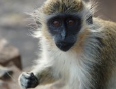 Cape Verde, monkey