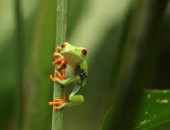 Cayman Islands, frog