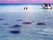 Cayman Islands, stingray
