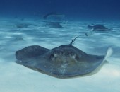 Grand Cayman, stingray Grand Cayman, stingray