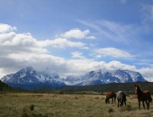 Chile, horses
