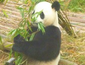 China, panda