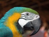 Dominican Republic, parrot