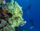 Marsa Alam, coral Marsa Alam, coral