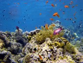 Scubadiving Cheap flights to Sharm el Sheikh: Scuba