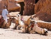 Sinai camels Cheap flights to Sharm el Sheikh: Camels