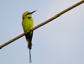 Ethiopia, finch Ethiopia, finch