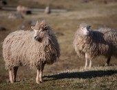 Faroe Islands, sheep