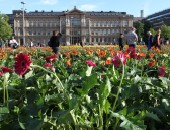 Helsinki, flowers