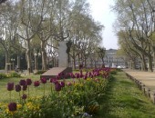 Montpellier, tulips