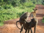 Ghana, monkeys