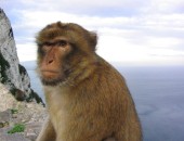 Gibraltar, monkey