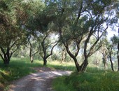 Corfu, Olives