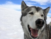 Greenland, dog