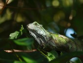 Guyana, lizard