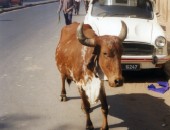 Ahmedabad, cow
