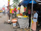 Trivandrum, flowers Trivandrum, flowers