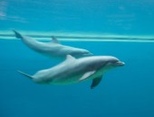 Genoa, dolphin