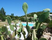 Olbia, cactus Olbia, cactus