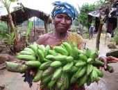 Ivory Coast, bananas