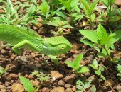 Ivory Coast, lizard Ivory Coast, lizard