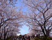 Tokyo, blossoms