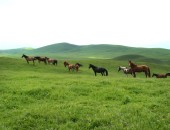 Kazakhstan, horses