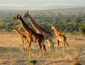 Kenya, giraffe