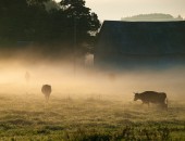 Latvia, cows